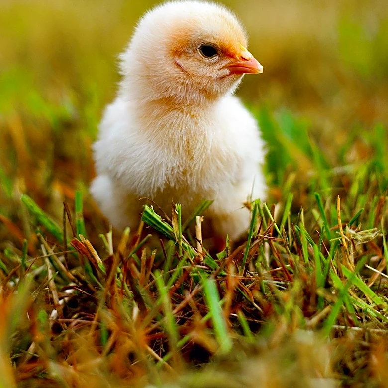 Adisseo's Alterion® NE Probiotic Marks a Decade of Advancements in Poultry Gut Health