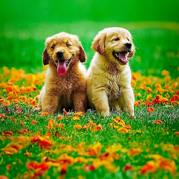 Golden Retriever Puppy Apollo Joins Unfamiliar Family Reunion in Viral Video