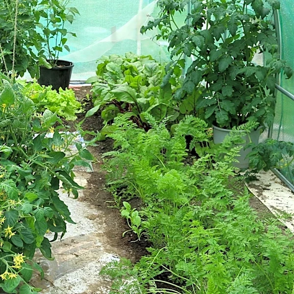 Row Covers Offer Protection for Late-Summer Vegetables Against Frost