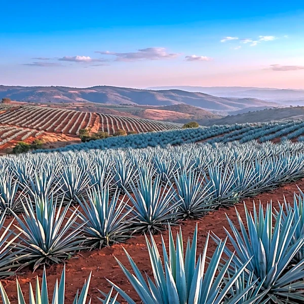 Jalisco to Host Global Travel Influencer Summit to Boost Tourism