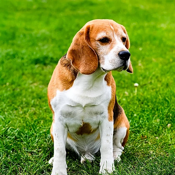 Dover Community Rallies to Find Lost Beagle, Grover Cleveland, After Nine-Day Search