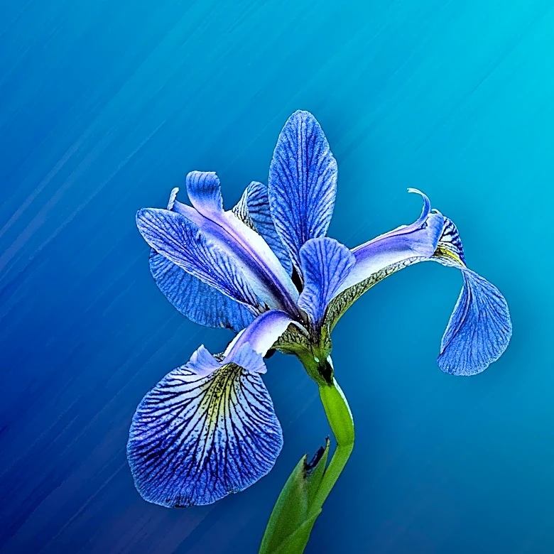IRS Transitioning from FIRE to IRIS for 1099 E-Filing in 2027