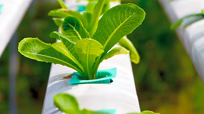 Hydroponic Gardening Accessible for Beginners with Focus on pH and Light Management