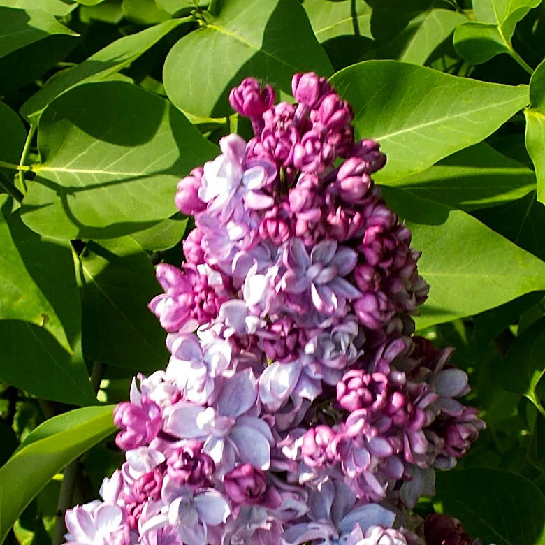 Lilac Agriculture Secures $2.3 Million to Advance Crop Inoculant Technology