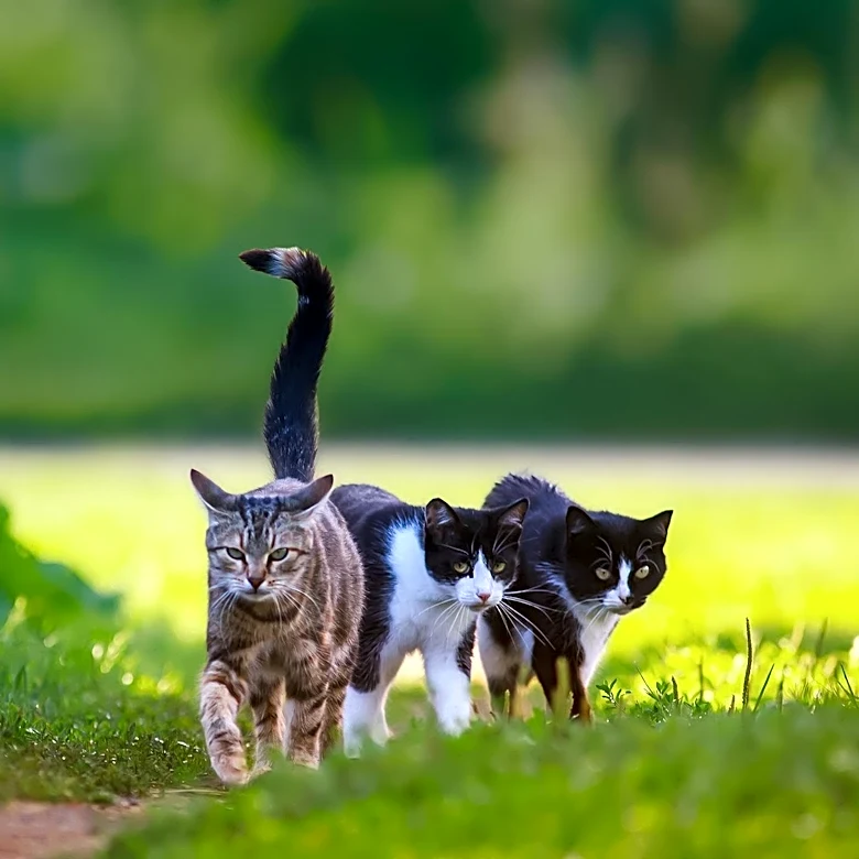 Lower Allston Hosts Inaugural Cat Stroll, Fostering Community Engagement