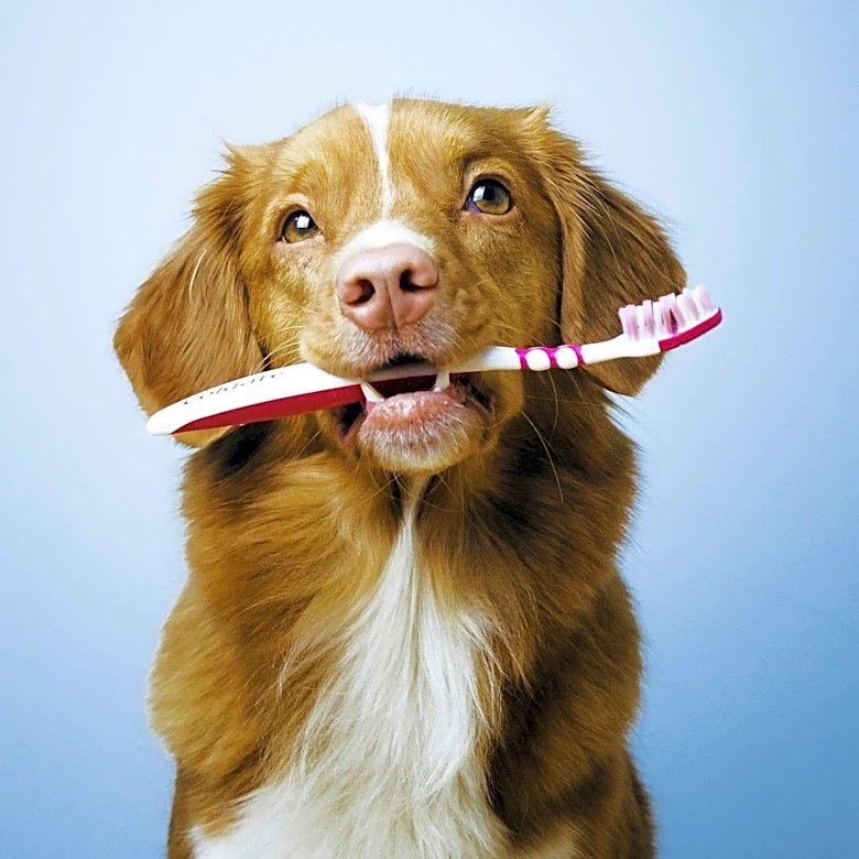 Thrive Pet Healthcare Opens Advanced Veterinary Dental Clinic in Sacramento