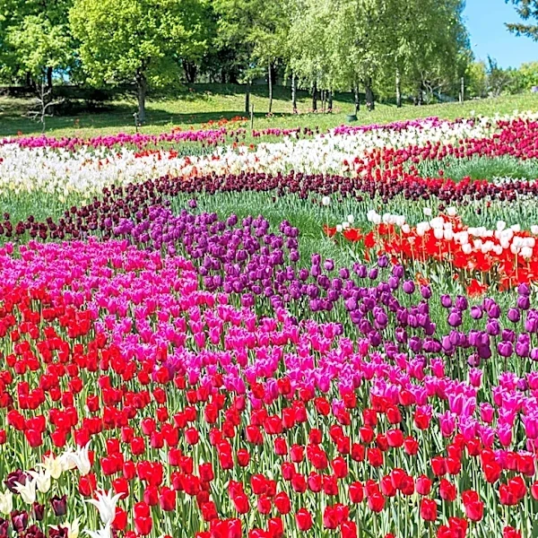 Gardening Experts Recommend Pairing Tulips and Lilies for Beginner-Friendly, Continuous Blooms