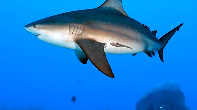 Costa Rica's Coco Beach Offers Advanced Bull Shark Diving Experiences