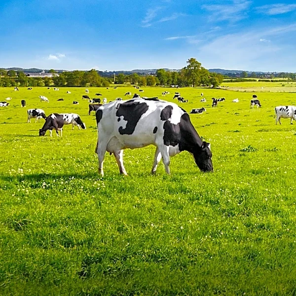 Beef Tariff Expansion Yields Minimal Price Reduction for Consumers, U.S. Cattle Herd Remains Tight