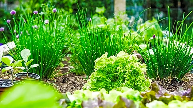 University of Maryland Farm Manager Recommends Fall Planting of Greens and Garlic for Home Gardens