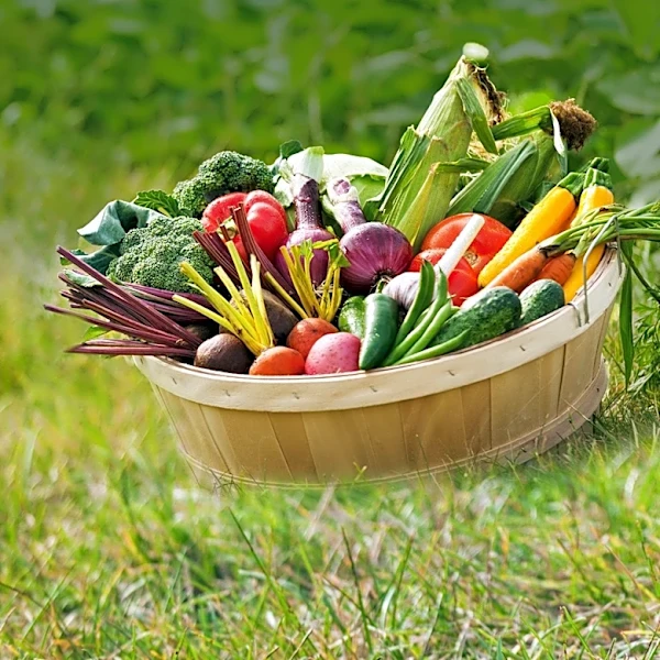 Home Vegetable Gardening Offers Fresh Produce and Year-Round Harvests
