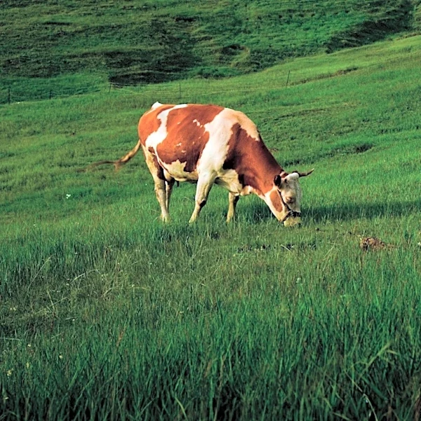 DNA Testing Identifies Genetic Traits for Wagyu Cattle Tenderness and Eating Quality
