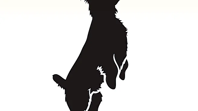 Exploration of 'Shaggy Dog Story' Origin and Characteristics in Storytelling