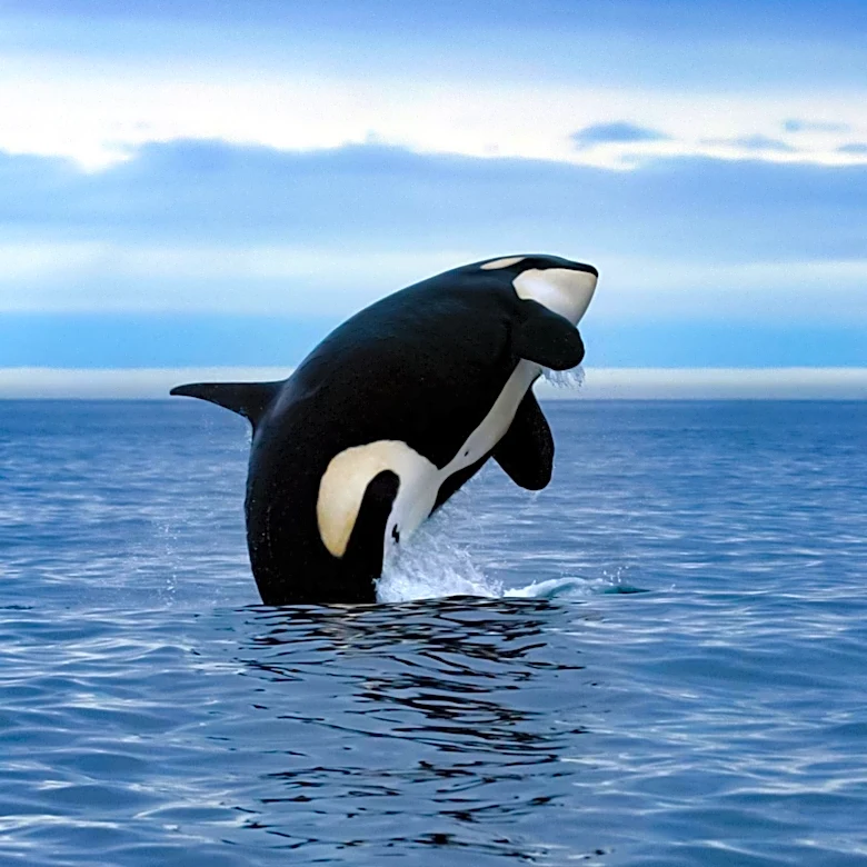 ORCA Proposes Upload Fees to Combat Music Streaming Fraud