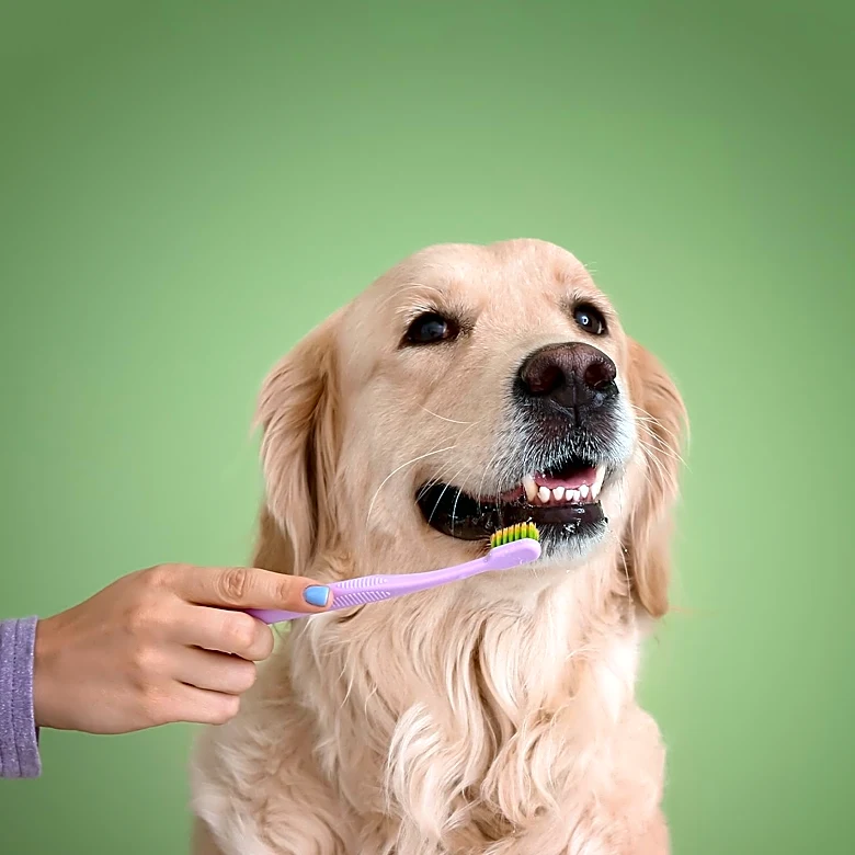 American Kennel Club Provides Guidance on Dog Nutrition and Health