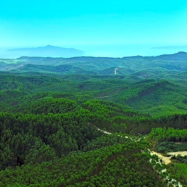 American Forest Management Offers 599-Acre Timberland and Recreational Property in Virginia