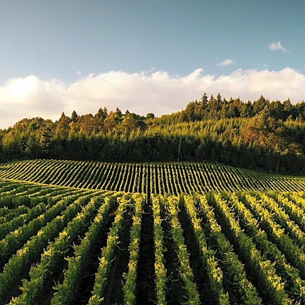 Washington Wineries Assess Impact of Second Street Fire on Grape Harvests