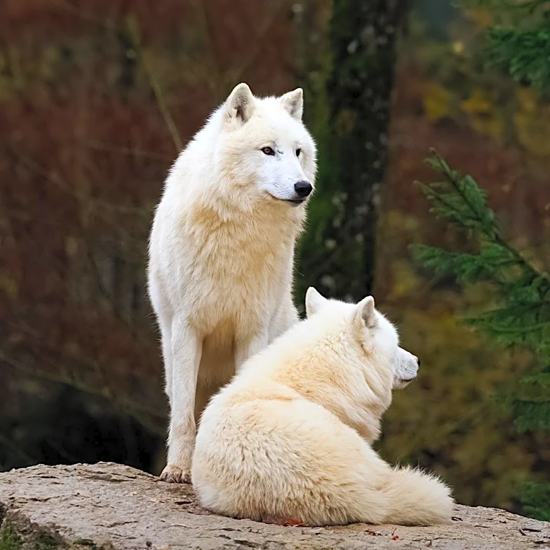 Arctic Wolf CEO Emphasizes Machine-Speed Defense Against AI Cybersecurity Risks