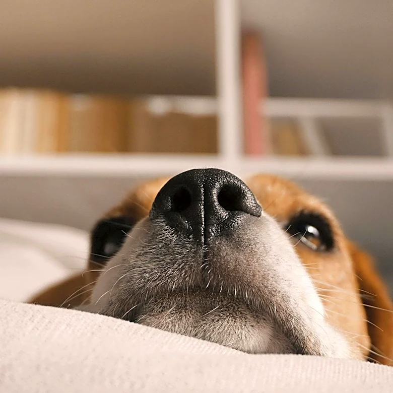 Alexandra Horowitz's Research Highlights Canine Olfactory Abilities and Social Media Analogy for Dogs