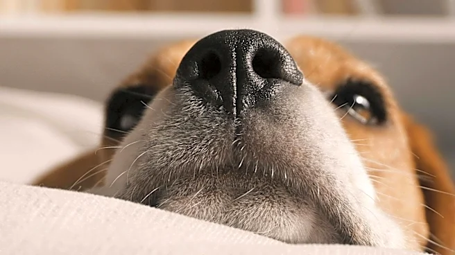 Alexandra Horowitz's Research Highlights Canine Olfactory Abilities and Social Media Analogy for Dogs