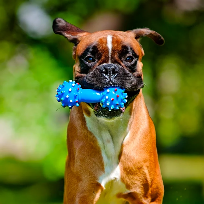 American Kennel Club Provides Guidance on Stopping Destructive Dog Chewing