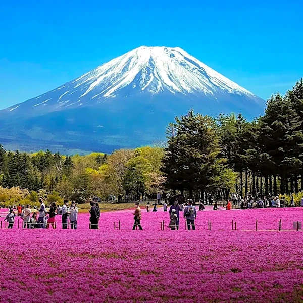 Mt. Fuji Day Trips from Tokyo: Optimizing Views and Travel