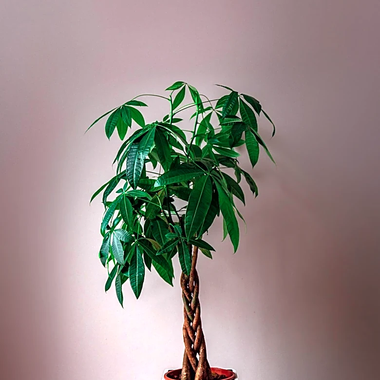 Feng Shui Principles Guide Placement of Money Trees for Prosperity and Harmony