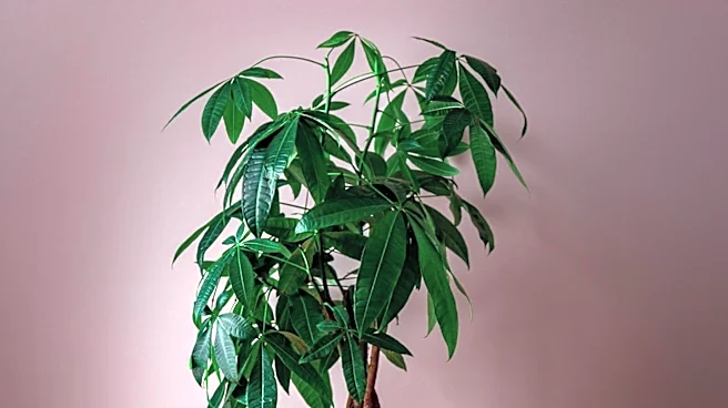 Feng Shui Principles Guide Placement of Money Trees for Prosperity and Harmony