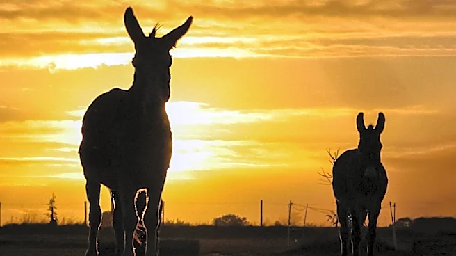 Philosophical Paradox of Choice Explored: The 'Donkey That Starved' and Decision-Making Strategies