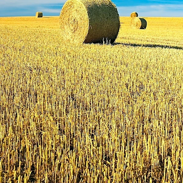 Hay Markets Experience Firmness Amidst Drought and Export Challenges in Western U.S.