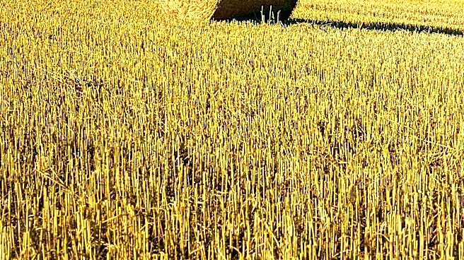 Hay Markets Experience Firmness Amidst Drought and Export Challenges in Western U.S.