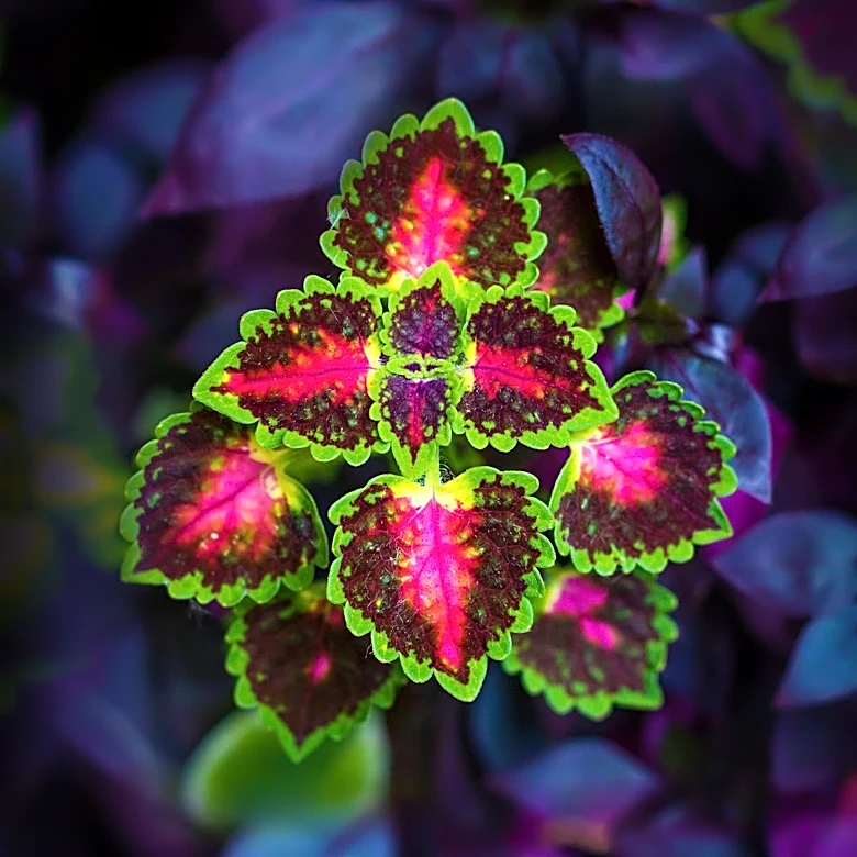 Indoor Coleus Care Focuses on Overwintering and Propagation for Year-Round Color
