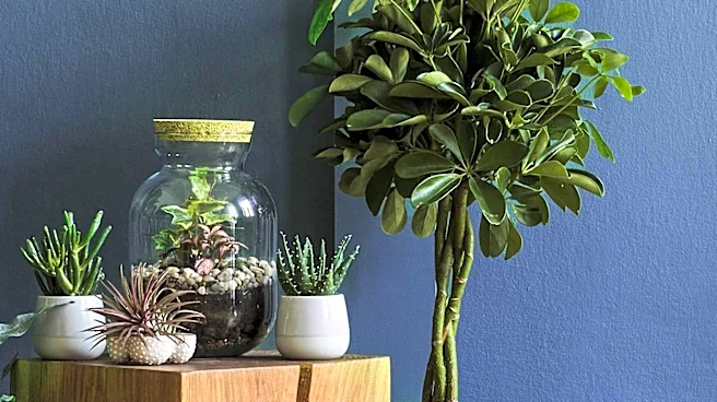 Umbrella Trees Offer Easy-Care Tropical Foliage for Indoor Spaces