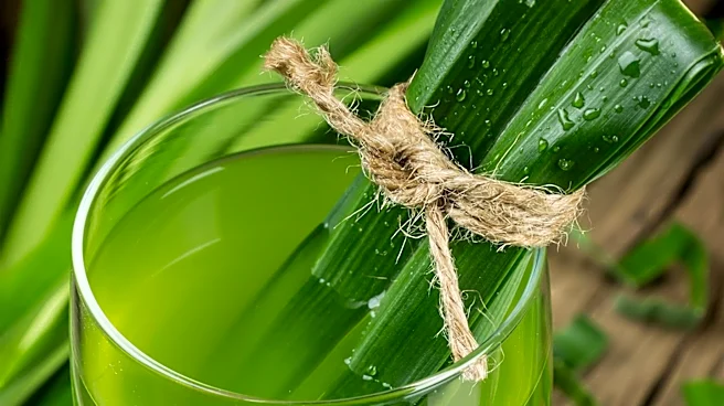 Pandan Emerges as a Trending Ingredient in U.S. Beverages