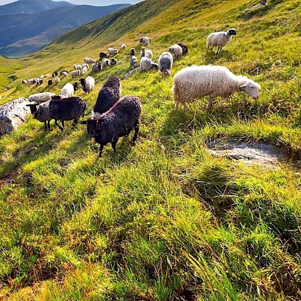 New Jersey Teacher Pioneers Solar Grazing Business, Utilizing Sheep for Vegetation Management at Solar Farms