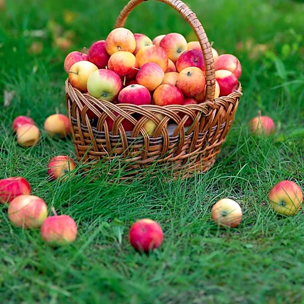 Kashmiri Apples: A Historical Overview of Cultivation and Varieties
