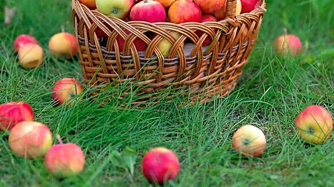 Kashmiri Apples: A Historical Overview of Cultivation and Varieties