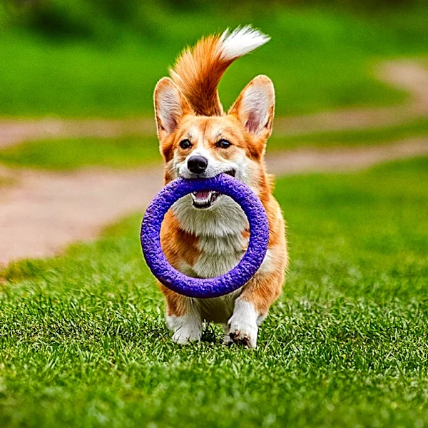 Fort Collins Hosts 12th Annual 'Tour de Corgi' Promoting Joy and Animal Rescue Education