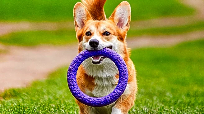 Fort Collins Hosts 12th Annual 'Tour de Corgi' Promoting Joy and Animal Rescue Education