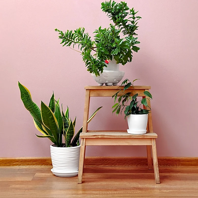 Houseplant Placement Critical for Health, Experts Warn Against Common Indoor Mistakes