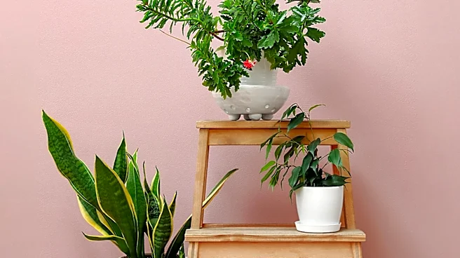 Houseplant Placement Critical for Health, Experts Warn Against Common Indoor Mistakes