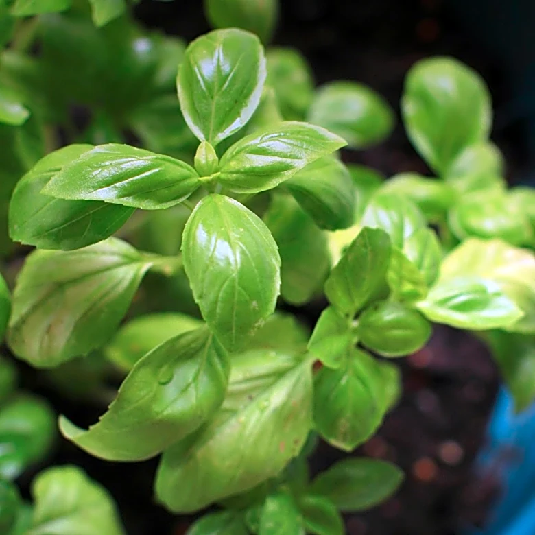Comprehensive Guide Details Indoor and Outdoor Basil Cultivation for U.S. Growers