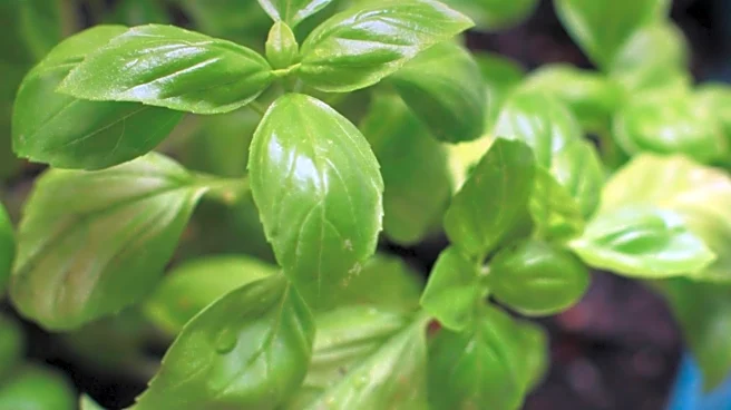 Comprehensive Guide Details Indoor and Outdoor Basil Cultivation for U.S. Growers