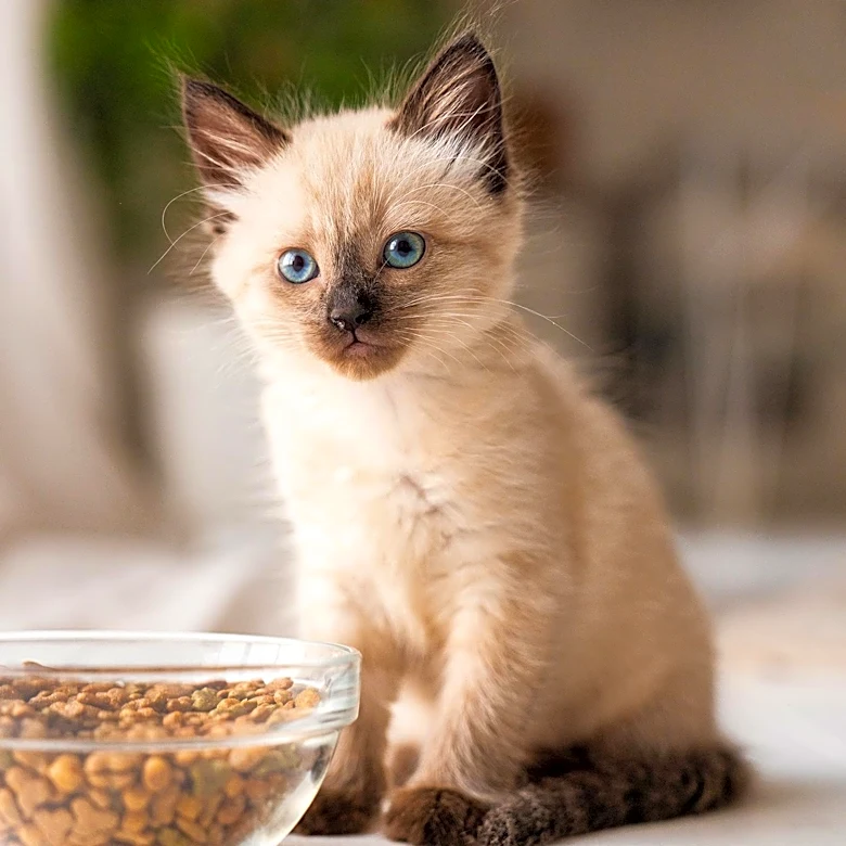 Kitten Nutrition Guide Emphasizes Specialized Diets and Gradual Transition to Adult Food