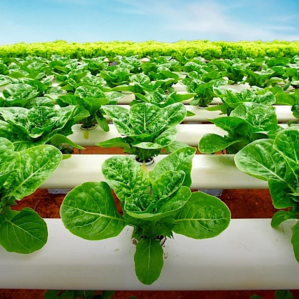 Cultivated Meat Finds Early Market in Pet Food Amidst Scaling Challenges for Human Consumption