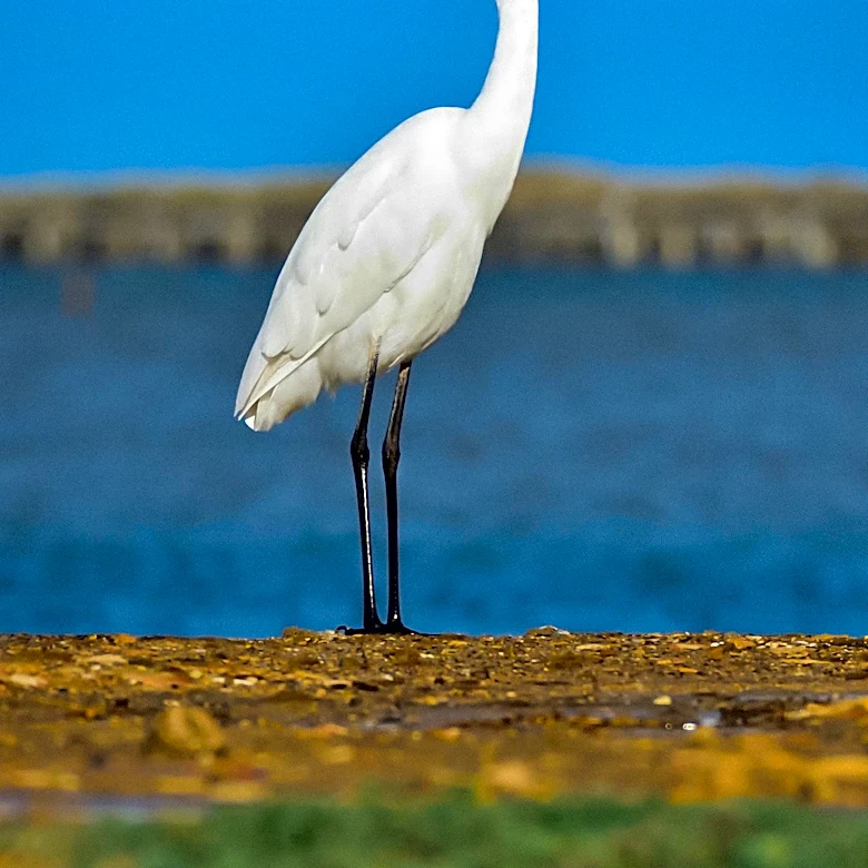 Vogue Publishes Birder's Guide to Cape May, New Jersey