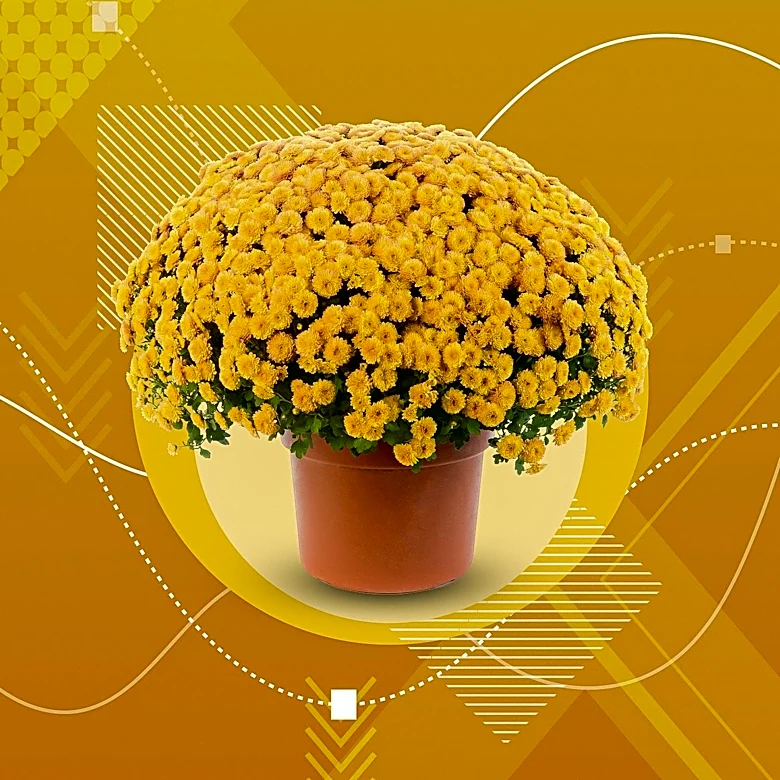 Danziger Introduces Anemone Collection in Chrysanthemum Series