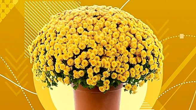 Danziger Introduces Anemone Collection in Chrysanthemum Series
