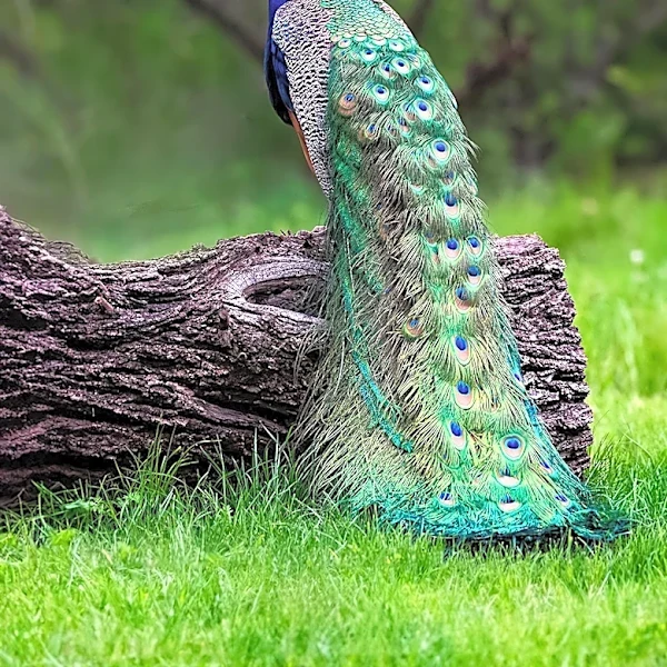 Peacock Offers 7-Day Free Trial via Prime Video for Premium Plus Access