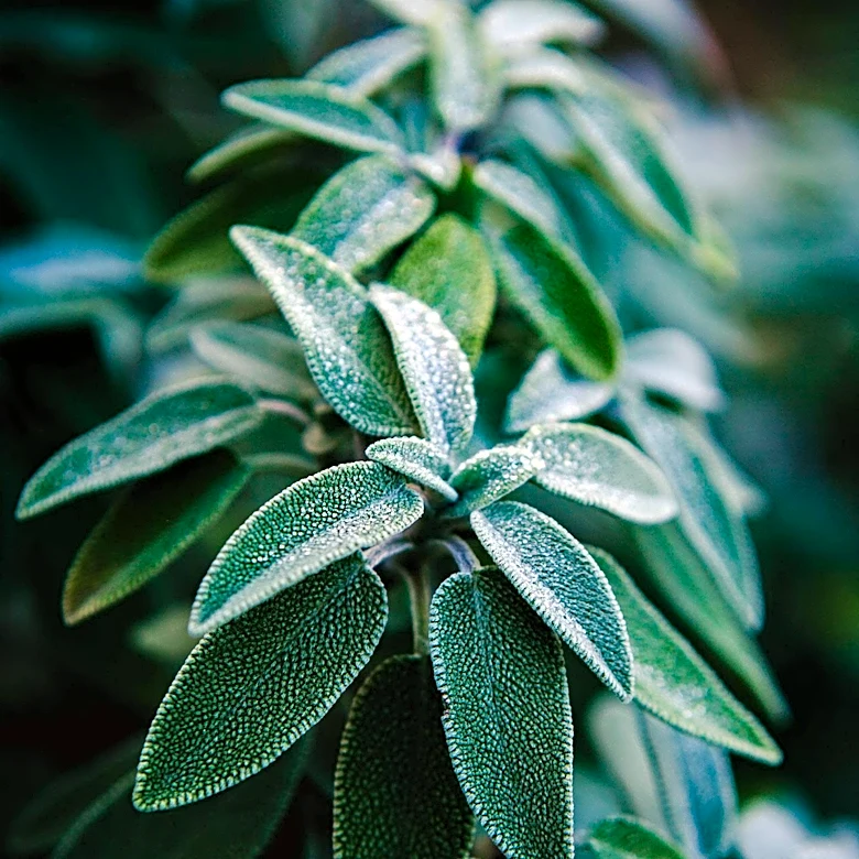 Texas Sage Requires Specific Care for Optimal Growth and Winter Survival